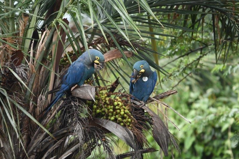 Foto de Ejemplares nacidos en Loro Parque Fundación-Tenerife,