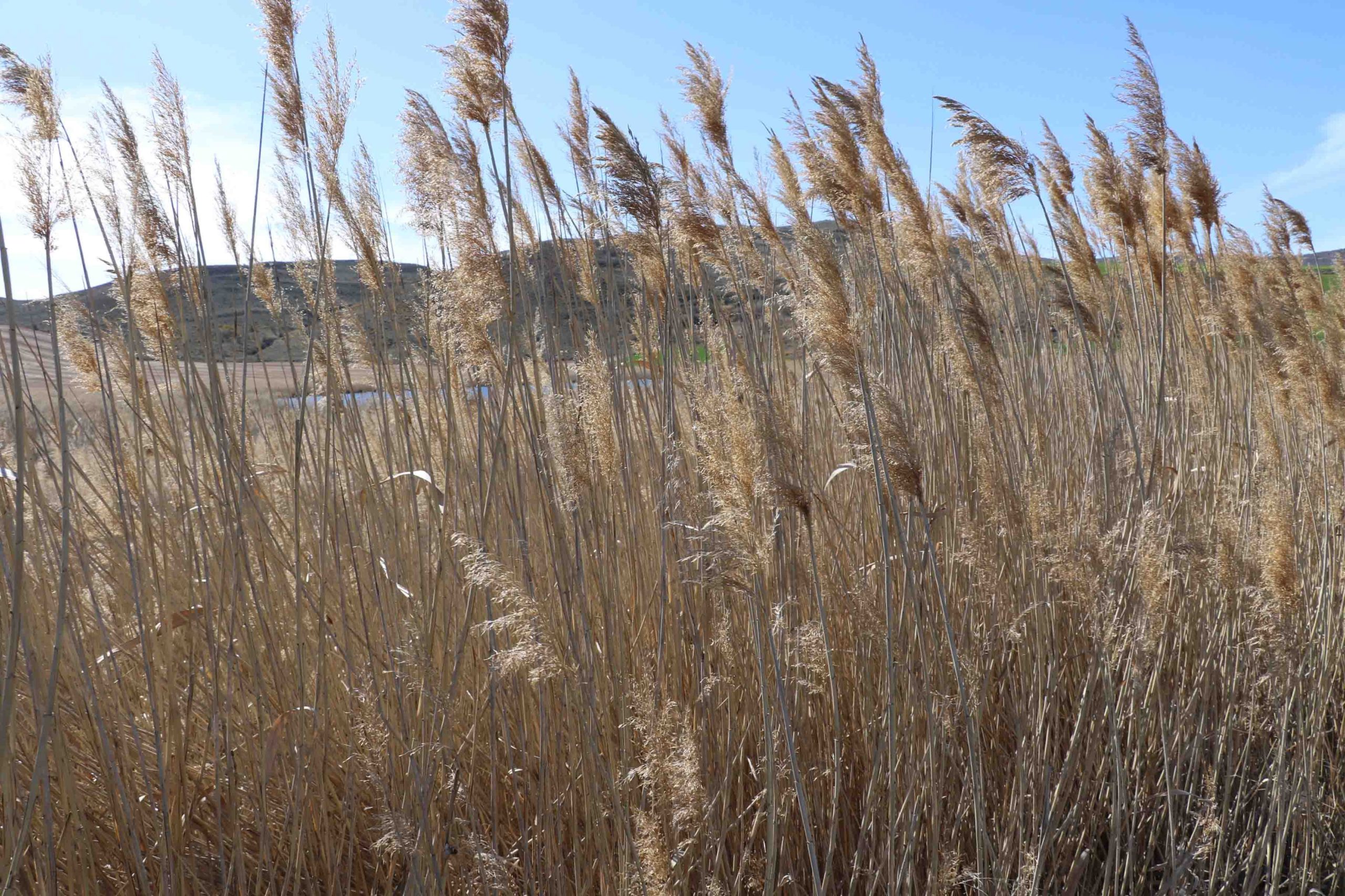 La Laguna de Madrigal en Paredes de Sigüenza, lugar estratégico para las aves acuáticas en la Sierra Norte