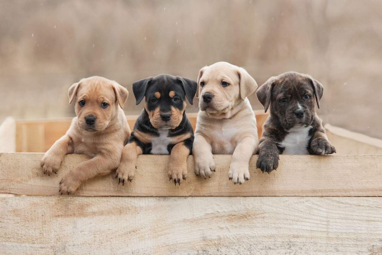 Tienda Cachorro: La pandemia ha propiciado un aumento en el número de adopciones y personas interesadas en comprar perro en Madrid