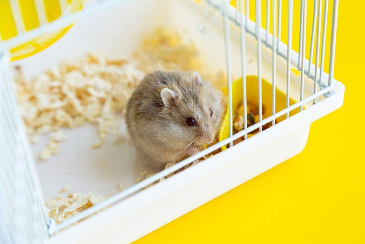 Jaulanimal: Así es como se puede escoger una jaula para la mascota de manera eficiente
