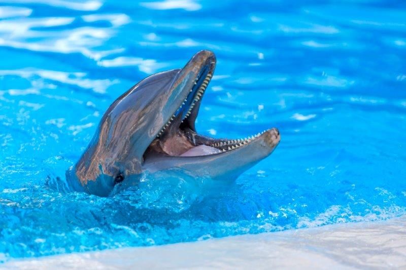 Foto de Delfín en Loro Parque