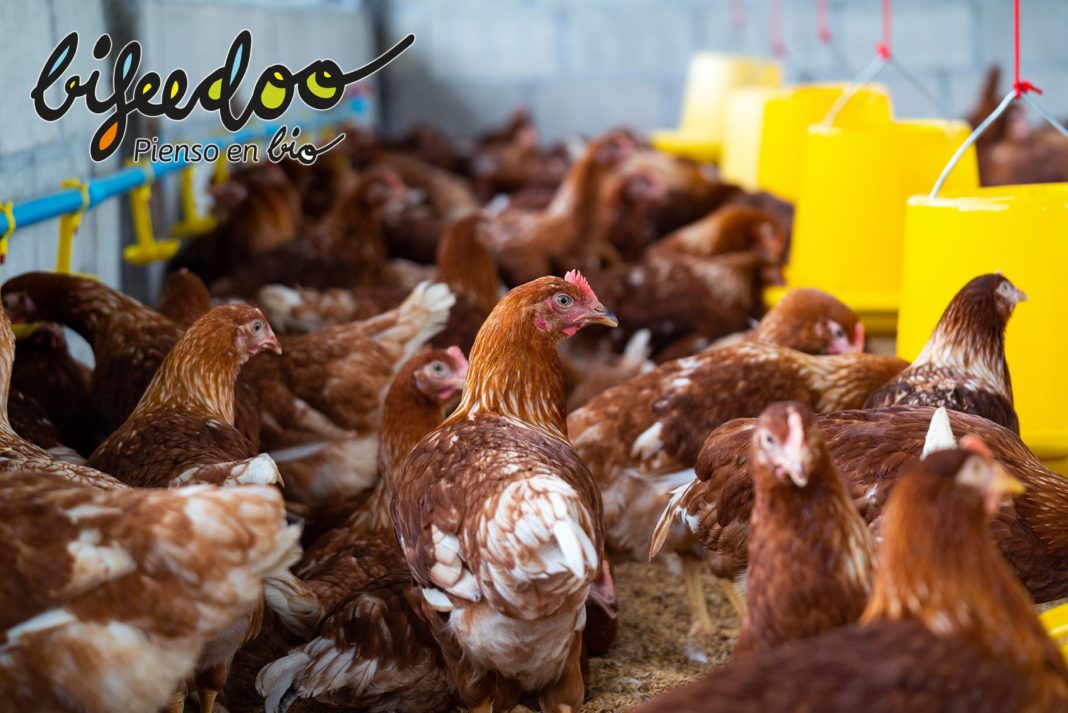 Foto de El pienso ecológico es lo natural para los animales
