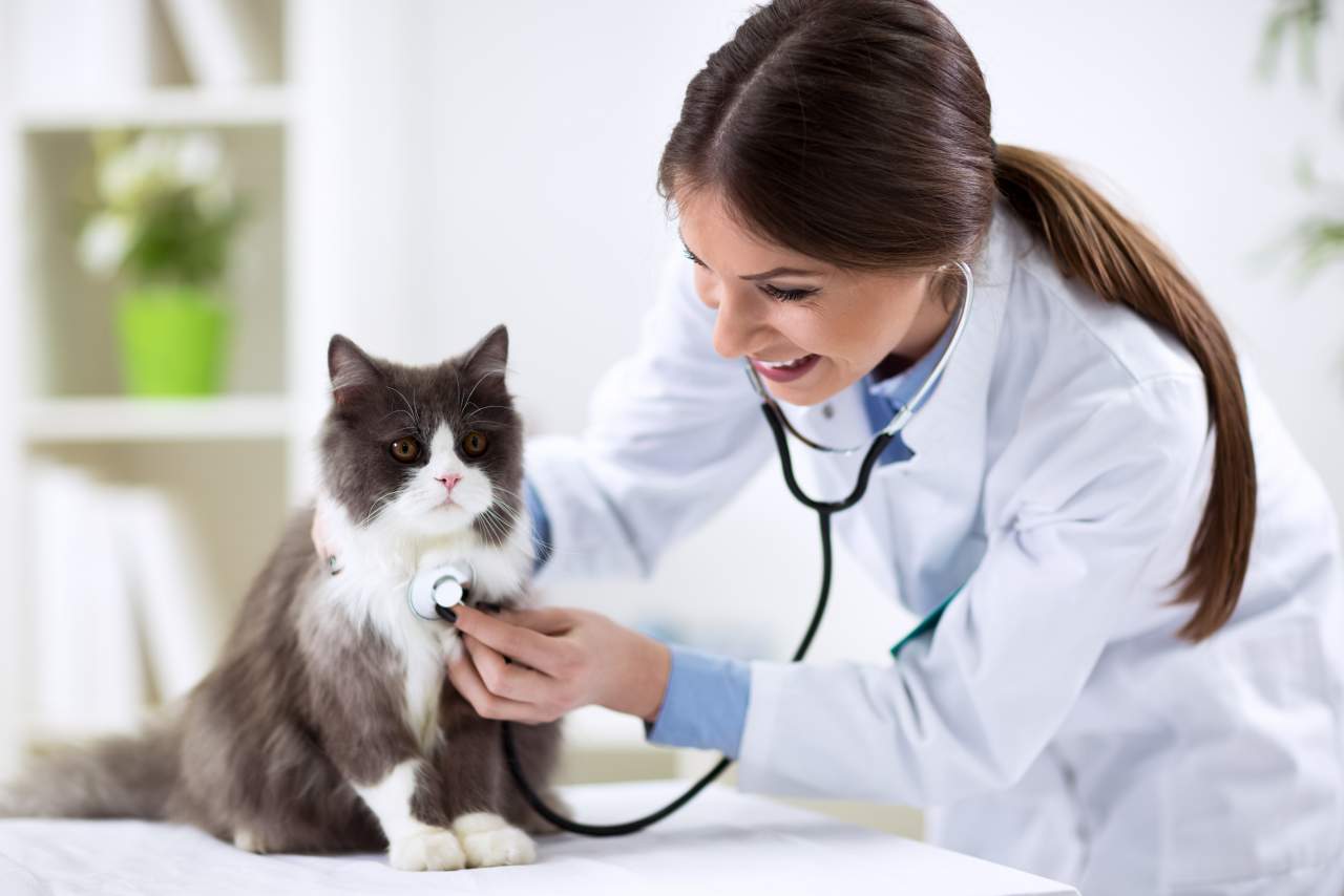 Un software veterinario creado por PetClinic ayuda a la reducción del uso de papel