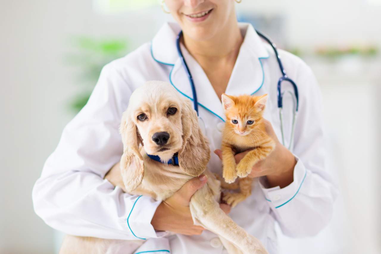 El Estrecho, la clínica veterinaria de urgencias en Algeciras