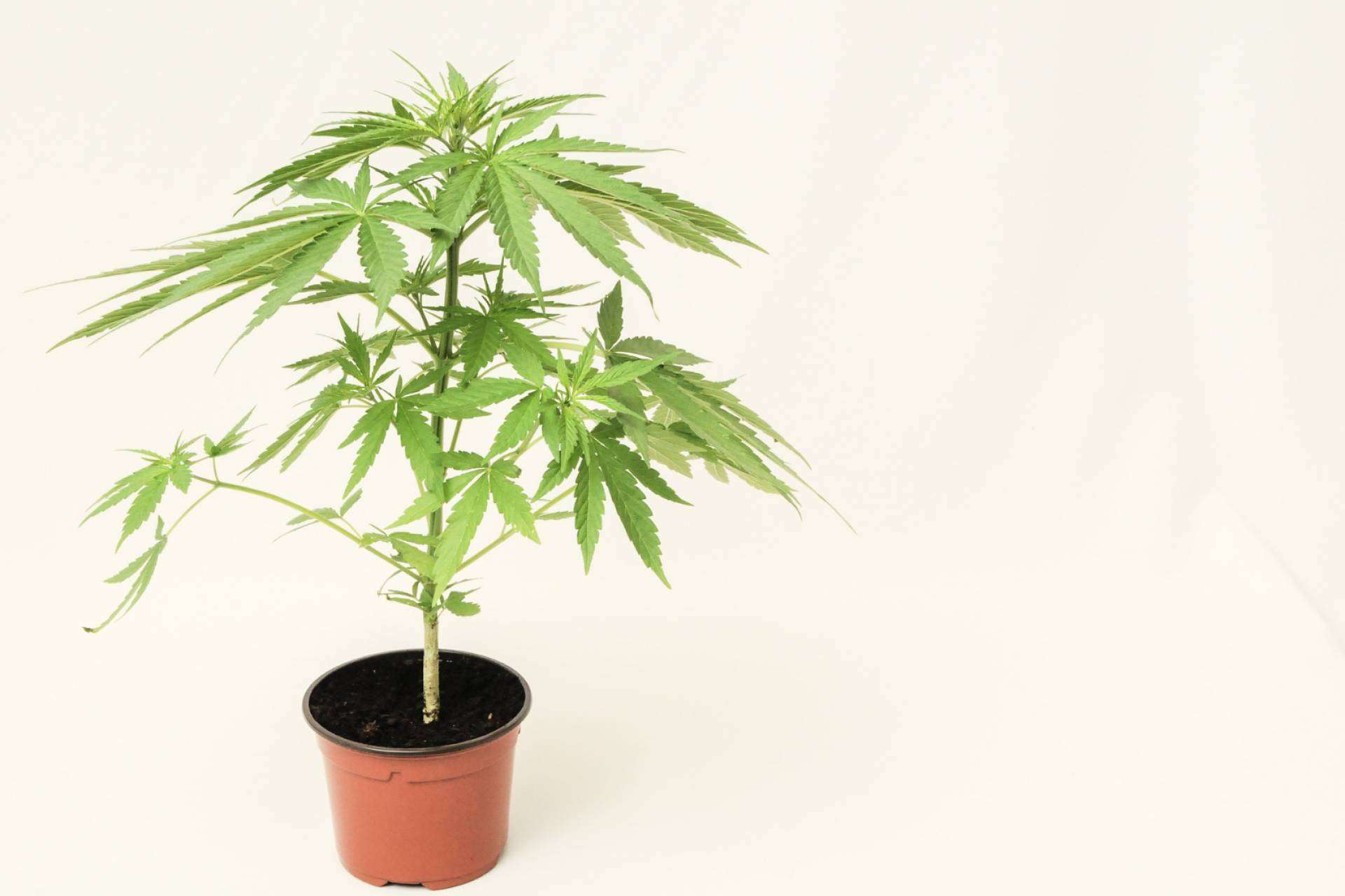 ¿Qué productos de CBD hay?