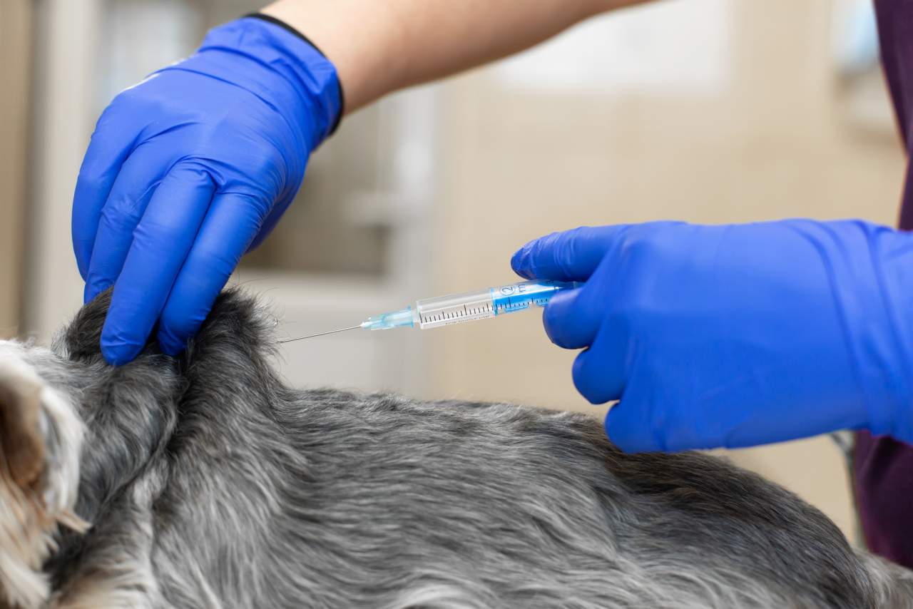 Clínica Veterinaria El Estrecho muestra en qué consiste la ozonoterapia