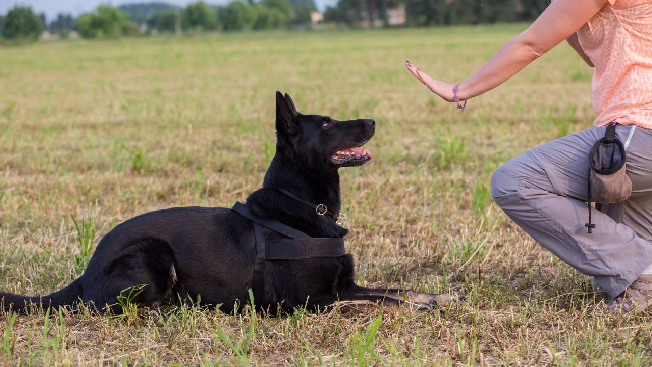 Los profesionales de Binomium se encargan de adiestrar perro trufero en España