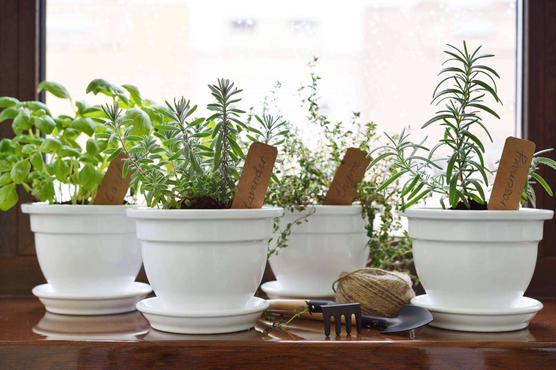 ¿Qué beneficios presentan las plantas aromáticas de calidad? Spirit Natura