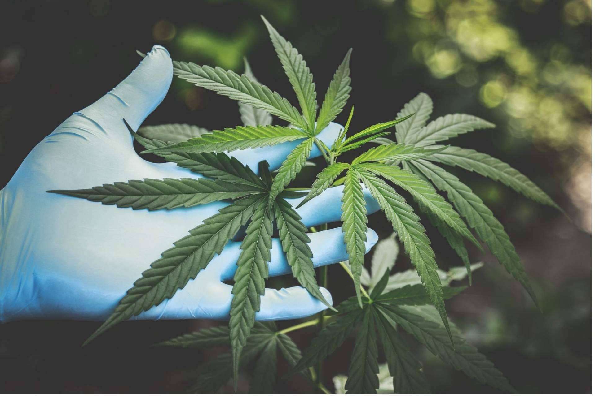 Wildcbd: opiniones del aceite CBD