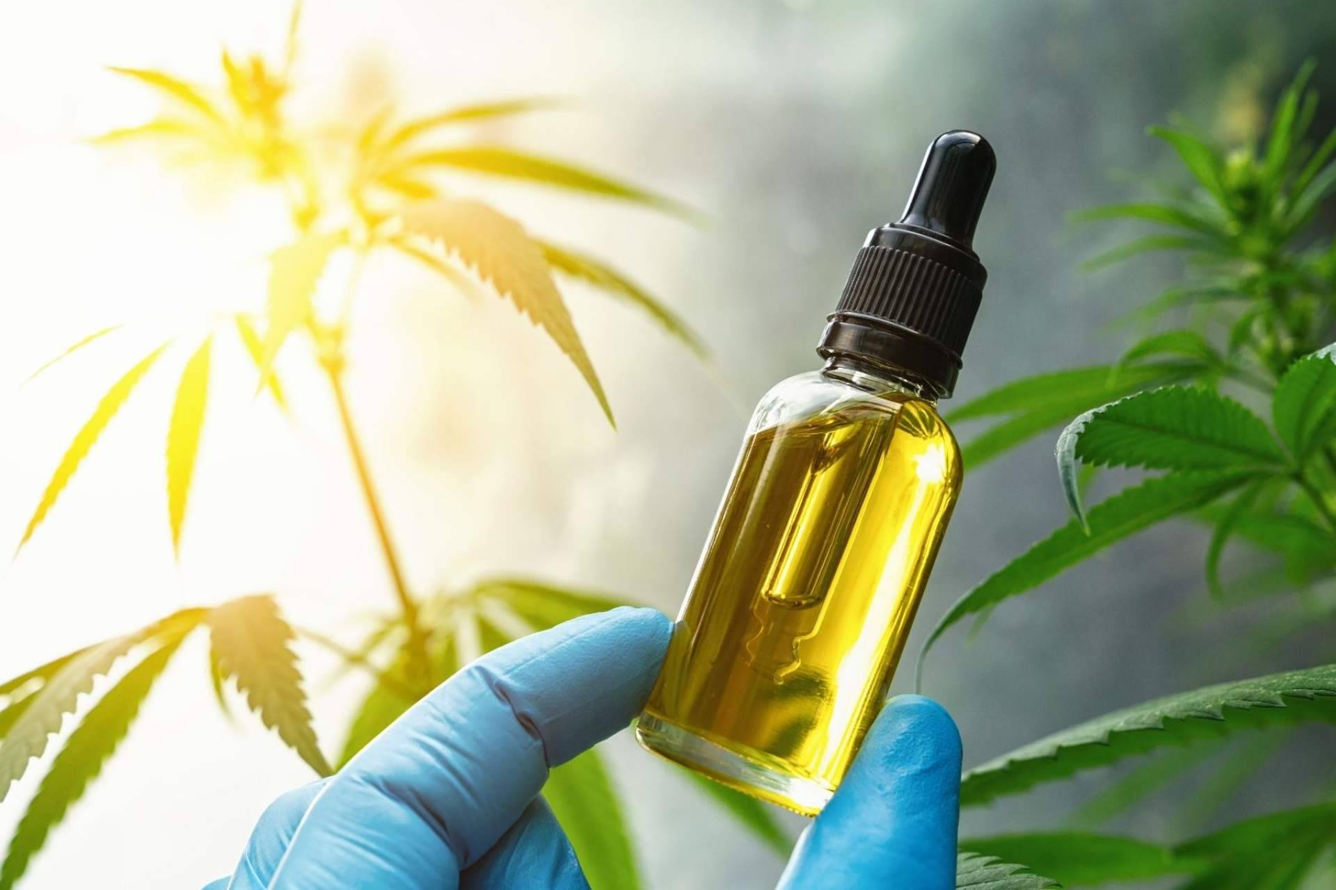 ¿Cuáles son los beneficios y aplicaciones de Amnesia Hy-Pro? Premium Legal Hemp