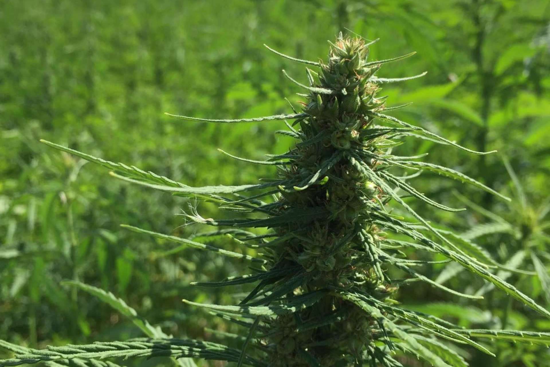 La Mal Querida Sativa expone el aumento del cultivo de cáñamo en España