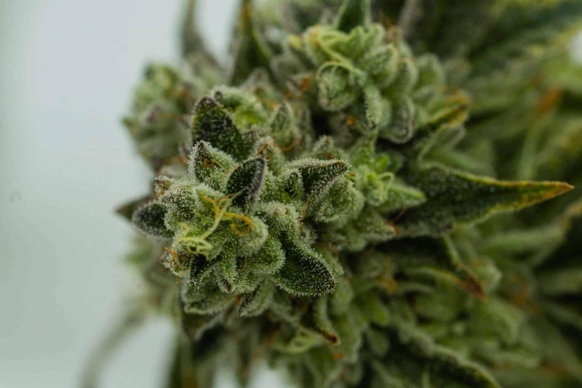 Cannabis, ¿es paraíso o infierno?