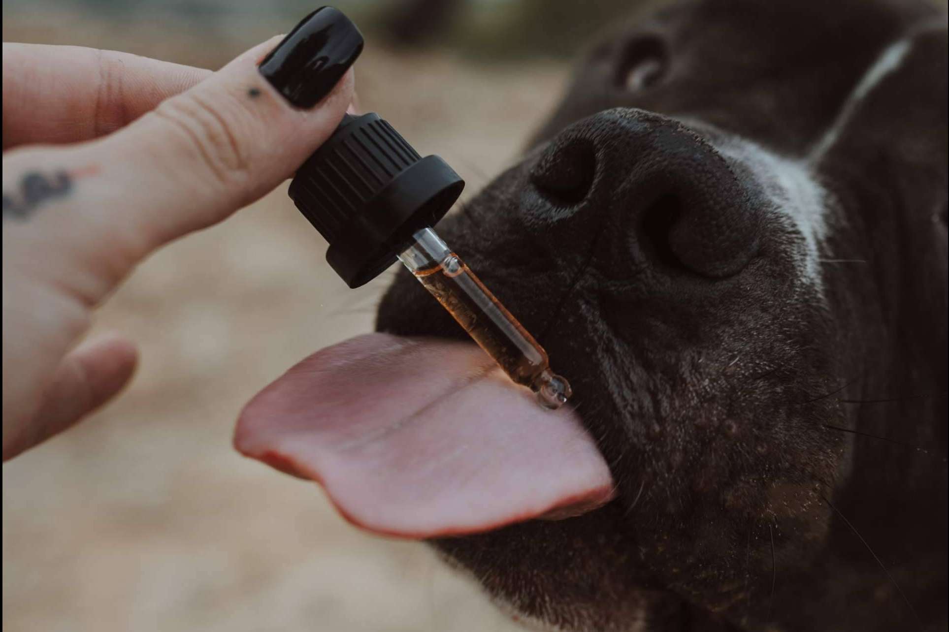 Aceite de CBD para mascotas de la mano de Weedness CBD