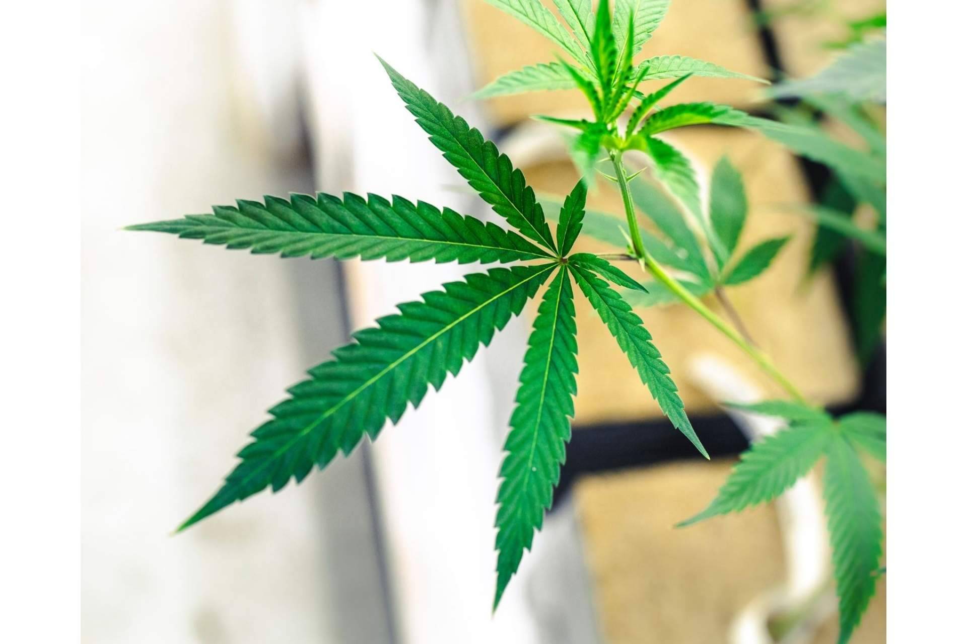 ¿Dónde comprar productos de CBD de alta calidad? CBDrocks