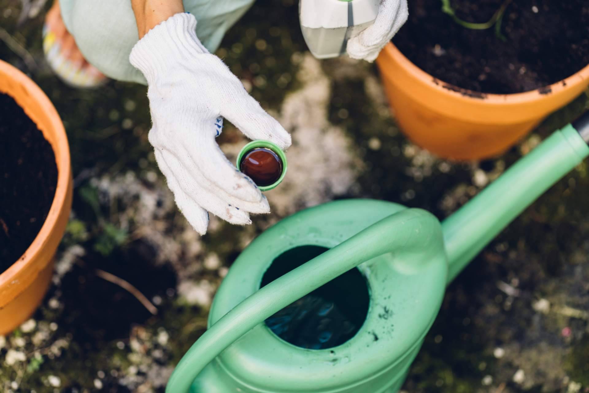 ¿Cuáles son los mejores abonos para plantas?