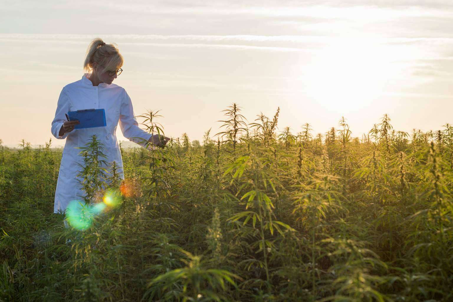 Sobre el cultivo de cáñamo en España, Iberian CBD