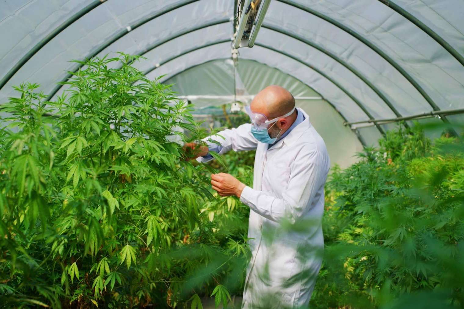 Venta de cultivo de CBD con Iberian CBD