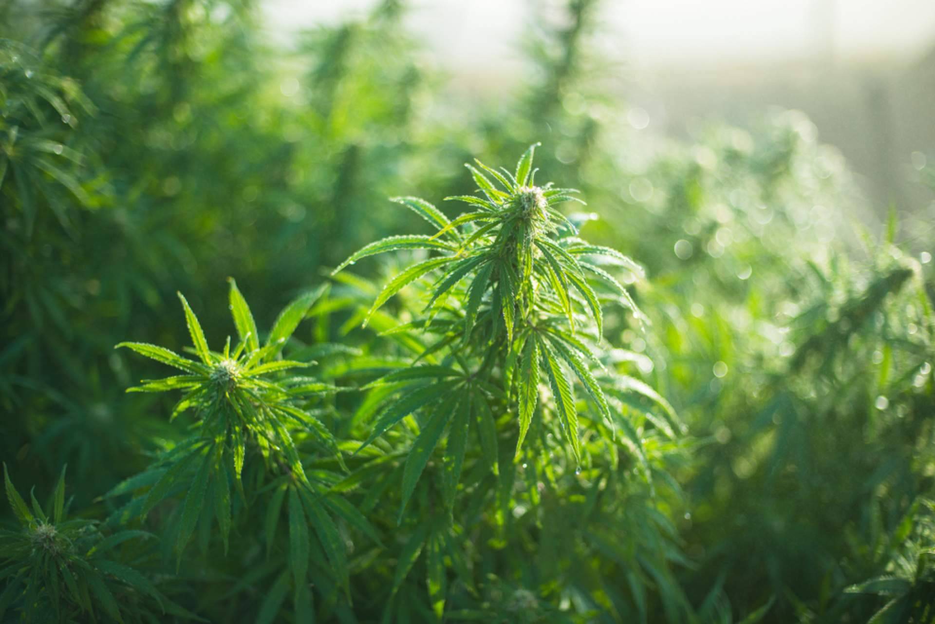 Iberian CBD, asesoramiento para empresas interesadas en los cultivos de cáñamo en España