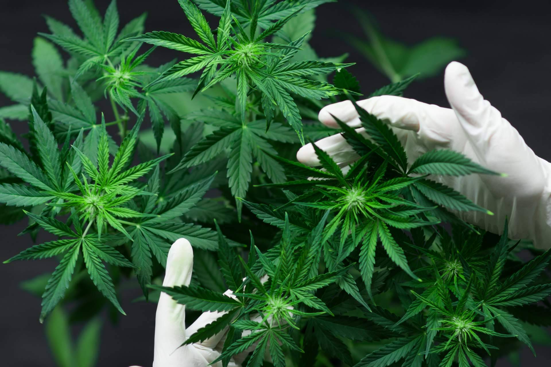 Cannabisbarcelona.com, una web educativa sobre el cannabis en Barcelona