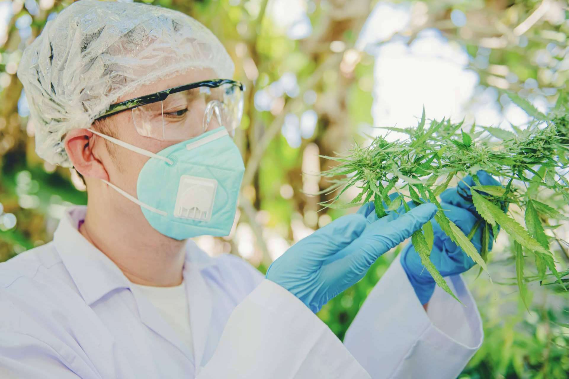 ¿Cuáles son los beneficios medicinales de la planta del cannabis?