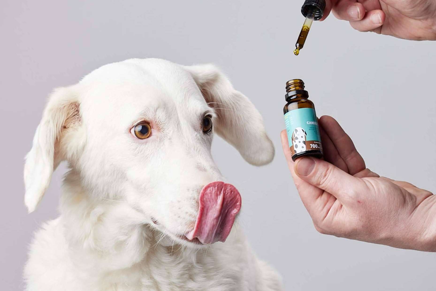El cannabis para perros es una tendencia que ha ganado fuerza