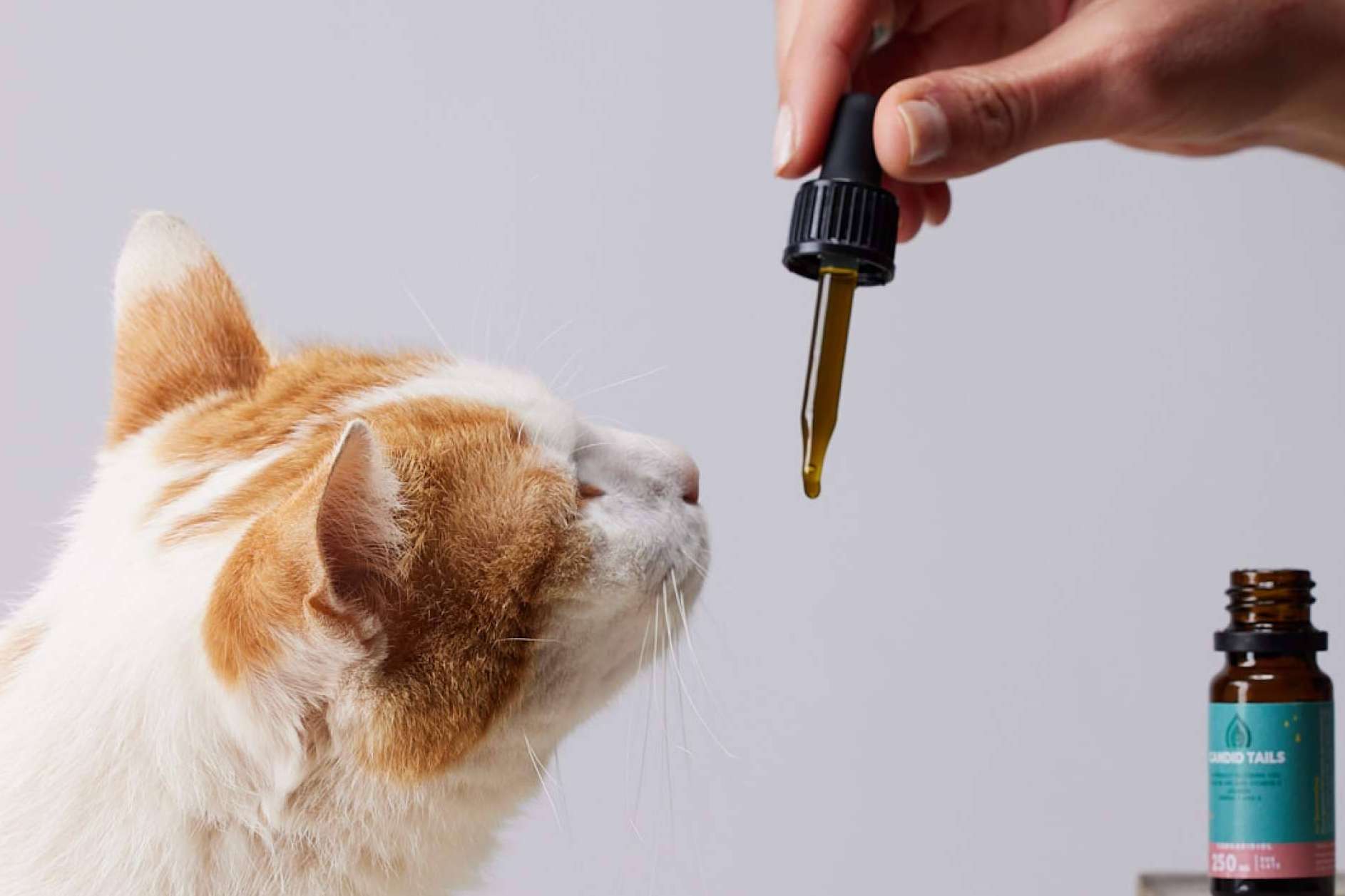 CandidTails explica los beneficios del cáñamo con CBD para perros