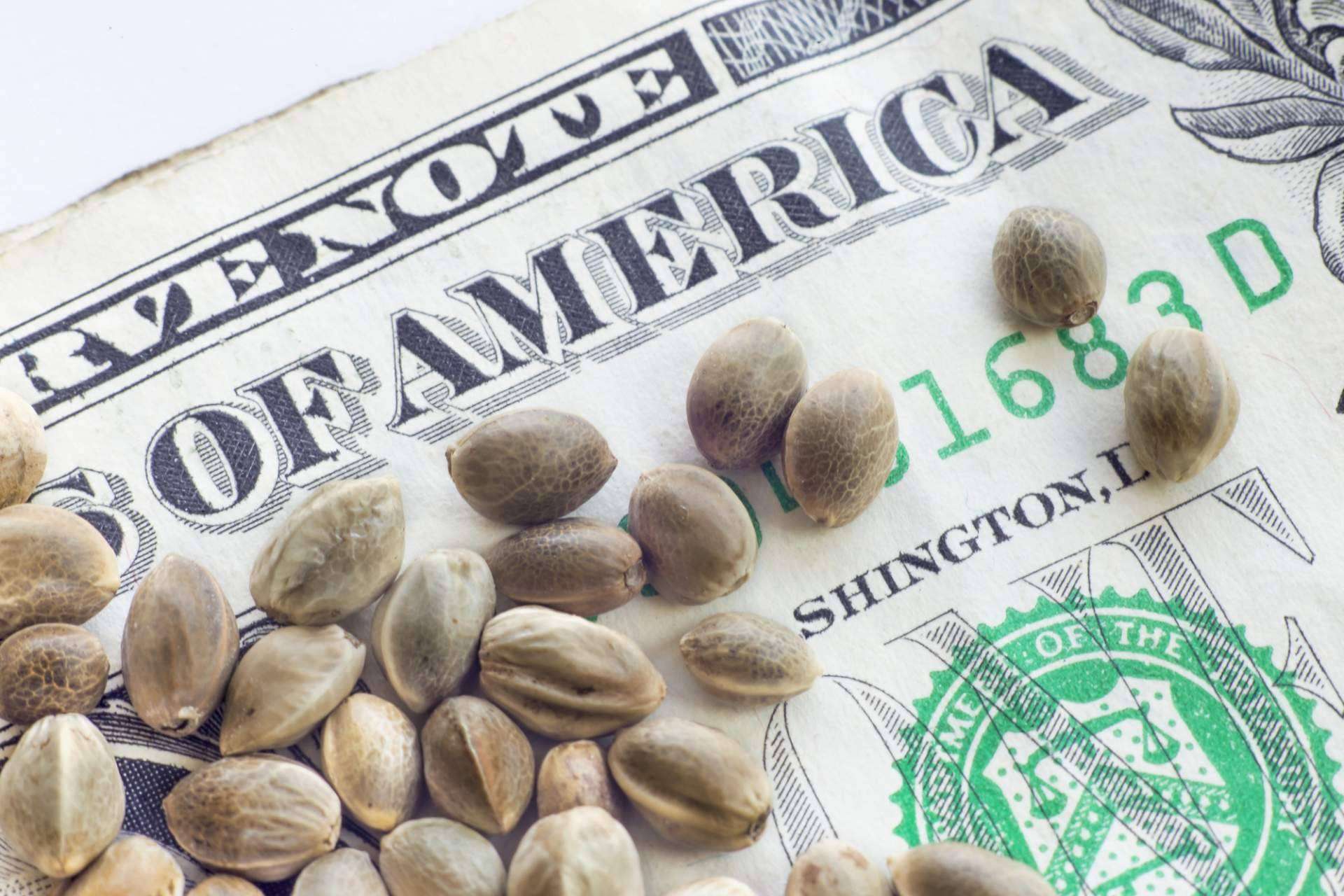 El mercado de semillas de cannabis se acelera y prevé superar los 6.500 millones de dólares en 2031