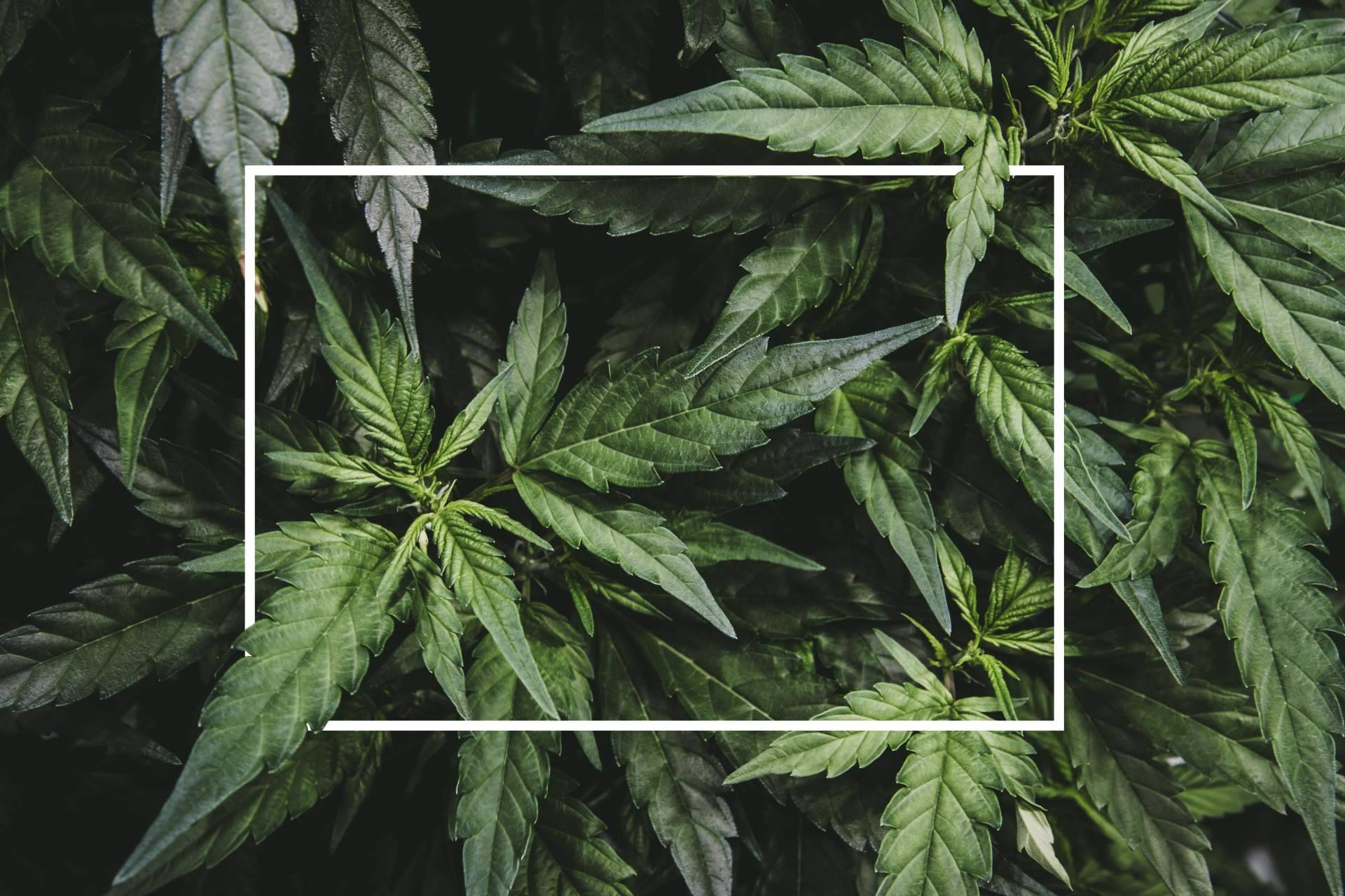 CBD legal y competencia justa; Extractos EUM apuesta por un mercado accesible y regulado